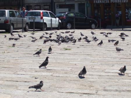 Plein de pigeons ..... lol