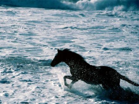 cheval � la mer