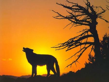 loup au coucher du soleil
