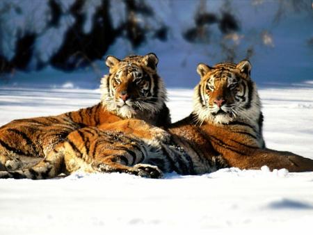 duo de tigre sur la neige au soleil