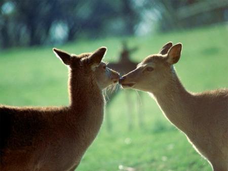 biche et cerf