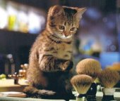 un chat qui se prend pour une femme....