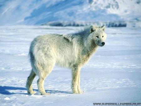 loup blanc