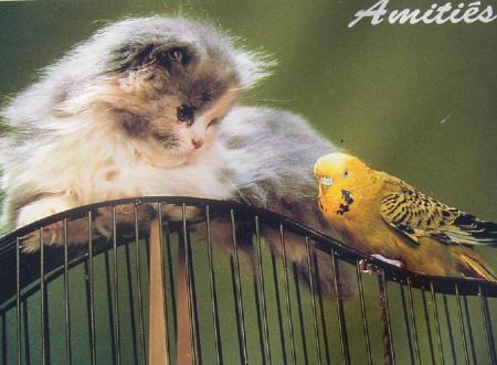 chat et oiseau
