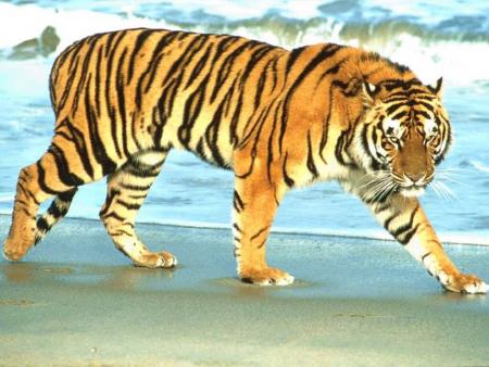 tigre ....